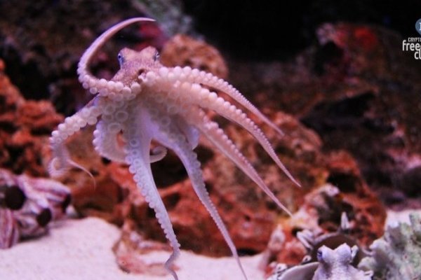 Kraken 11at