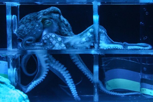 Ссылка на кракен onion kraken dark link