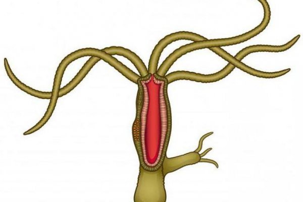 Kraken 6at